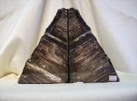 Red Oak Petrified Wood Bookends
