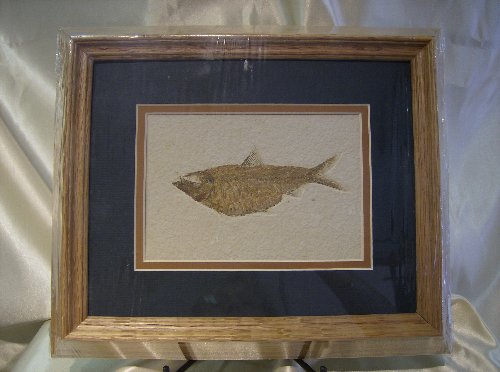 Framed Fossil Fish