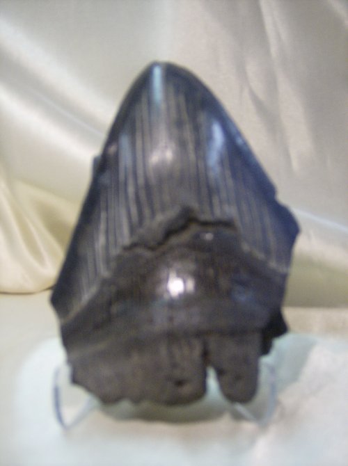 Fossil Shark Tooth