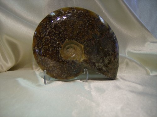 Polished Ammonite