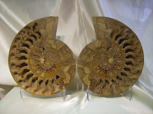 Large Ammonite Pair