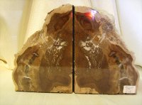 Fir Petrified Wood Bookends