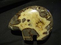 Septarian Nodule Fetish Bear